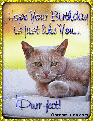 happy birthday cat picture. MySpace Cat Birthday Comments,