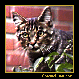Another catgraphics image: (Tabby) for MySpace from ChromaLuna