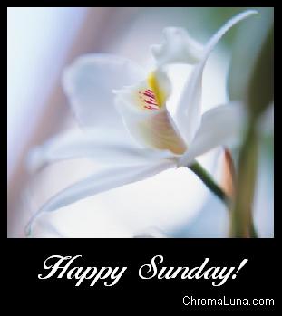 Another sunday image: (happy_sunday_white_flower) for MySpace from ChromaLuna
