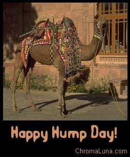Another wednesday image: (happy_hump_day_camel) for MySpace from ChromaLuna