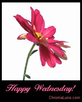 Another wednesday image: (happy_wednesday_pink_daisy) for MySpace from ChromaLuna