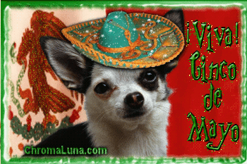 Another cincodemayo image: (CincoDeMayo-Chihuahua) for MySpace from ChromaLuna