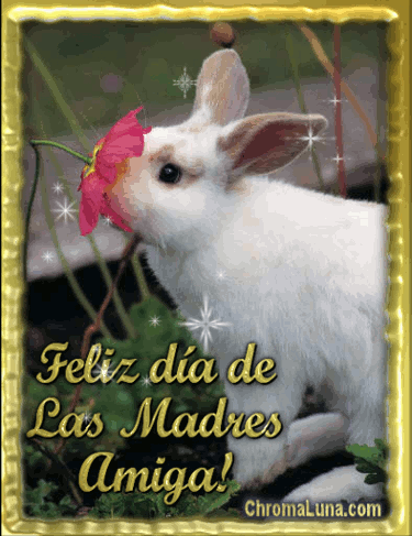 Another Spanish mothers day gifs image: (Bunny_Flower_Madres_Amiga) for MySpace from ChromaLuna