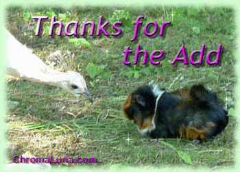 Another thankyou image: (GuineaPigAdd) for MySpace from ChromaLuna