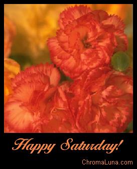 Another saturday image: (happy_saturday_orange_carnations) for MySpace from ChromaLuna