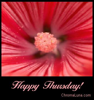 Another thursday image: (happy_thursday_red_flower_closeup) for MySpace from ChromaLuna