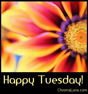 Another tuesday image: (happy_Tuesday_orange_flower) for MySpace from ChromaLuna