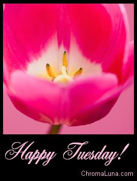 Another tuesday image: (happy_Tuesday_pink_tulip) for MySpace from ChromaLuna