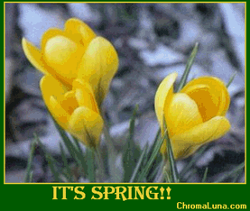 Another spring image: (Spring2s) for MySpace from ChromaLuna